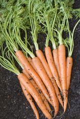 Fresh Carrots