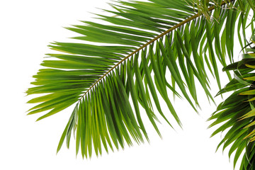 Obraz premium Gros plan sur une feuille de palmier