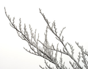 Snow on branches