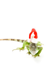 iguana wearing christmas hat  isolated on a white background
