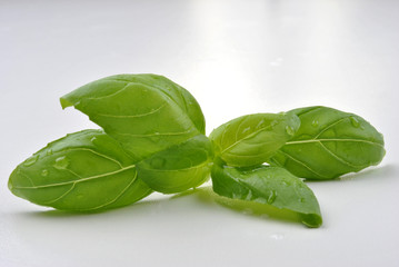 organic leaf basil on a white background