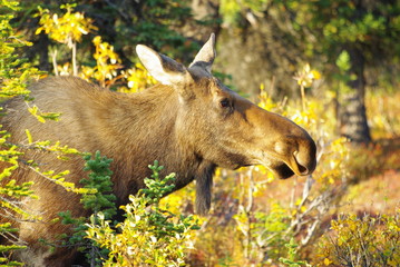 Moose - Elch