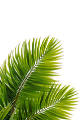 Obraz premium Feuille de cocotier en bord de mer