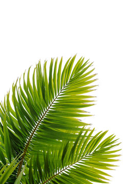 Feuille de cocotier en bord de mer