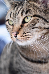 Obraz premium Katze