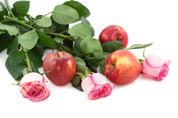 Roses and red apples on white background