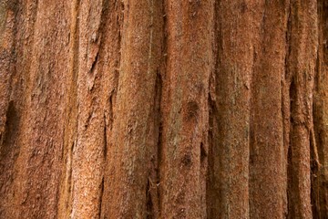 Close-up of the bark of a sequoia tree in Sequoia National Park