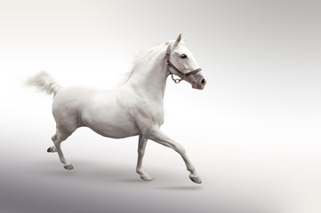 Naklejka na ściany i meble Biały koń