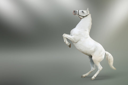 White horse Stock Photo | Adobe Stock