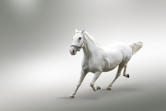 White horse © Mrkvica