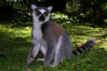 Katta Lemur