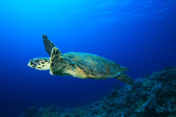Turtle swims over coral reef
