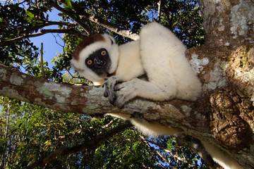 Sifaka Manambato
