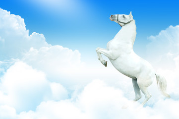 Obraz na płótnie Canvas Biały koń w chmurach