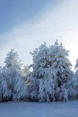 Evergreen fur trees and pines covered by a snow