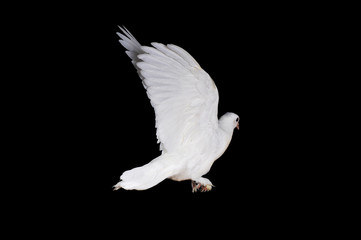 White pigeon