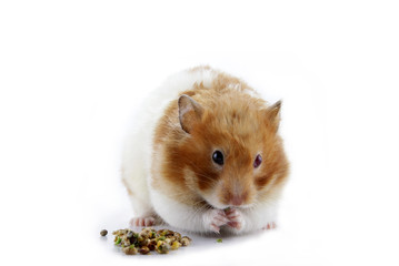 A female Syrian hamster eating