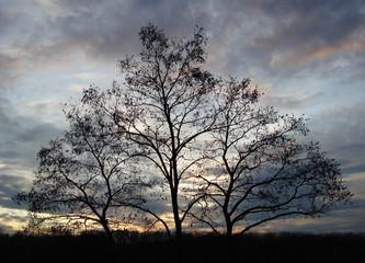 Fototapeta na wymiar Baum am Abend