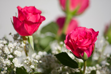 Rote Rosen