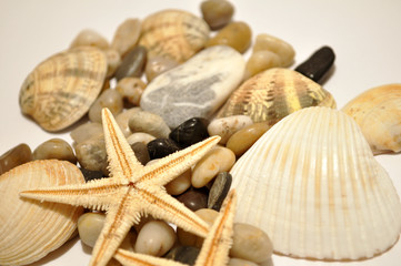 STARFISH AND SHELLS