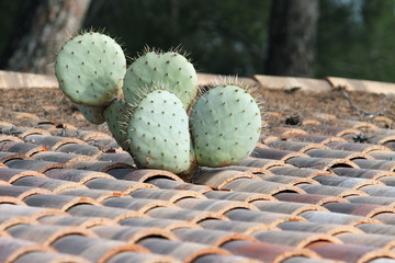 cactus de toit