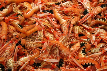 Scampi (Kaisergranat)