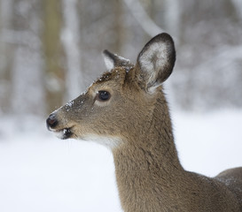 frigid deer