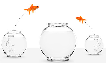 two goldfish jumping to bigger fishbowl