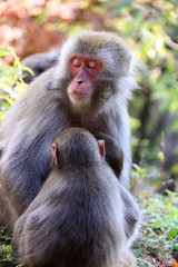 Fototapeta na wymiar 日本猿の居眠り