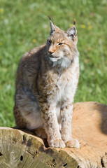 Obraz premium iberian lynx