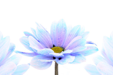 Fototapeta premium Blue flower over white