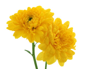 Deux fleurs jaunes sur fond blanc