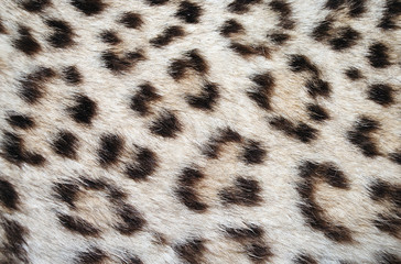 leopard skin spots
