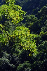 light through the leaves