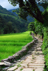 Fototapeta na wymiar the stone road beside the rice fields of nepal