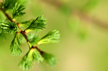 Green spring needles
