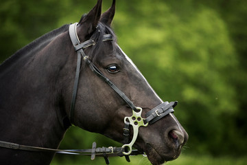 Obraz premium Horse