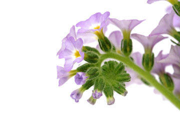 petites fleurs bleues sur fond blanc