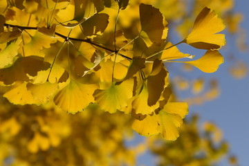 ginkgo leaves