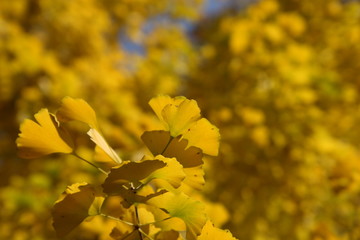 ginkgo leaves