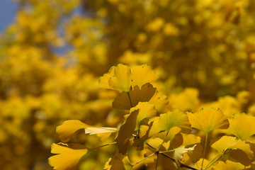 ginkgo leaves