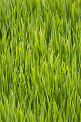 Fototapeta na wymiar campo de arroz