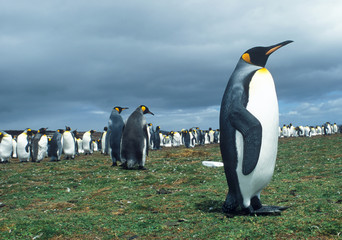 Colony of emperor pinguins