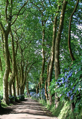 Platanen-Allee auf Sao Miguel (Azoren) 4