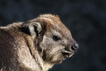 Naklejka premium Klippschliefer