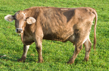 Cow in green field