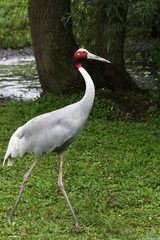Sarus-Kranich