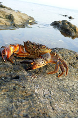 The Black Sea crab