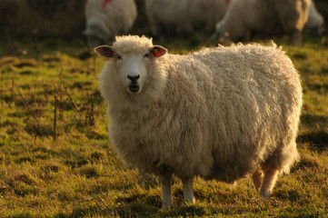 sheep at dusk