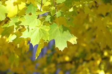 Yellow autumn leaves on a tree